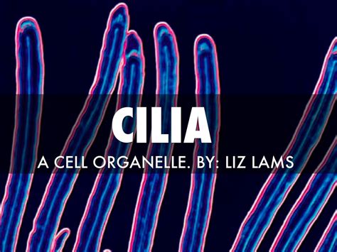 cilia organelle speed dating
